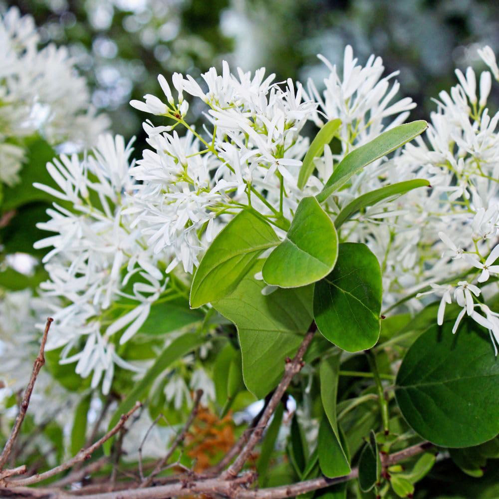 Thompson and Morgan Chionanthus Retusus Plant in Pot 15L Image 2