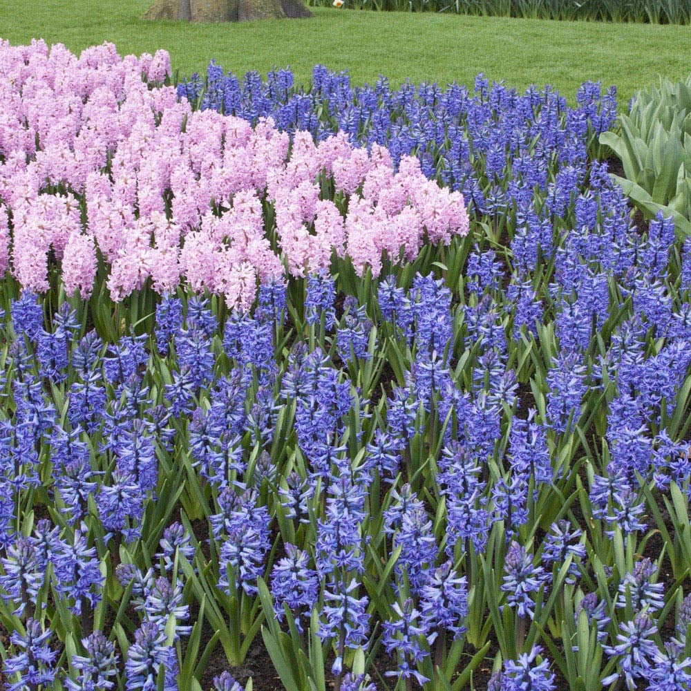 wilko Mixed Garden Hyacinths Planting Bulb 12 Pack Image 2