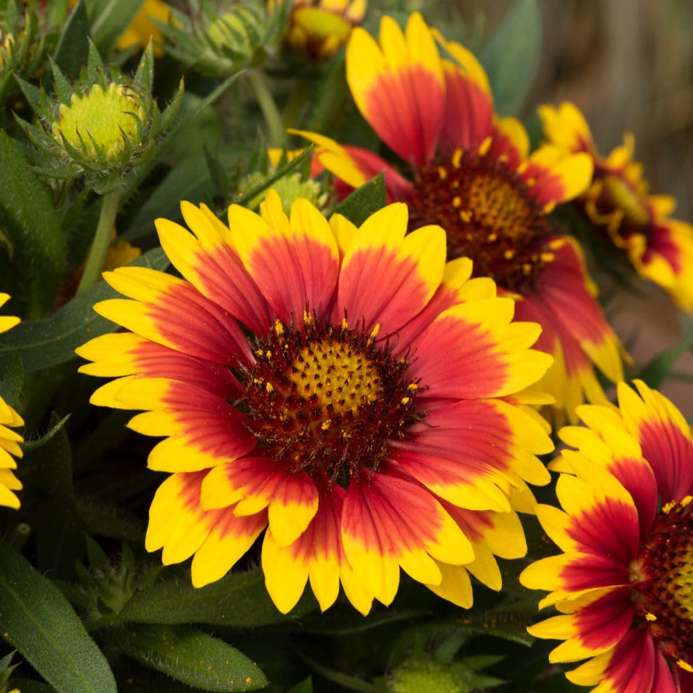 Thompson and Morgan Gaillardia Aristata Guapa Flamenco Bicolour Plant Pot 2L Image 1