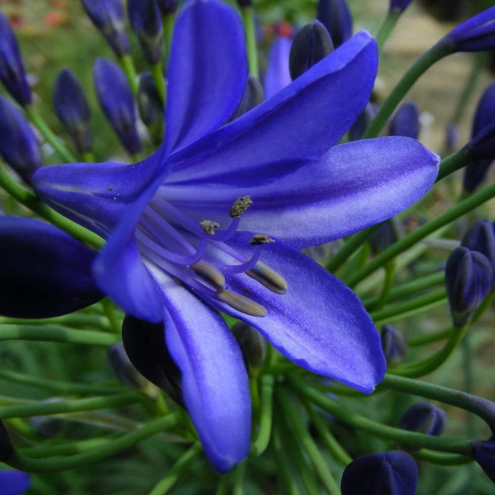 Thompson and Morgan Agapanthus Northern Star Plant Pot 3L 2 Pack Image 1