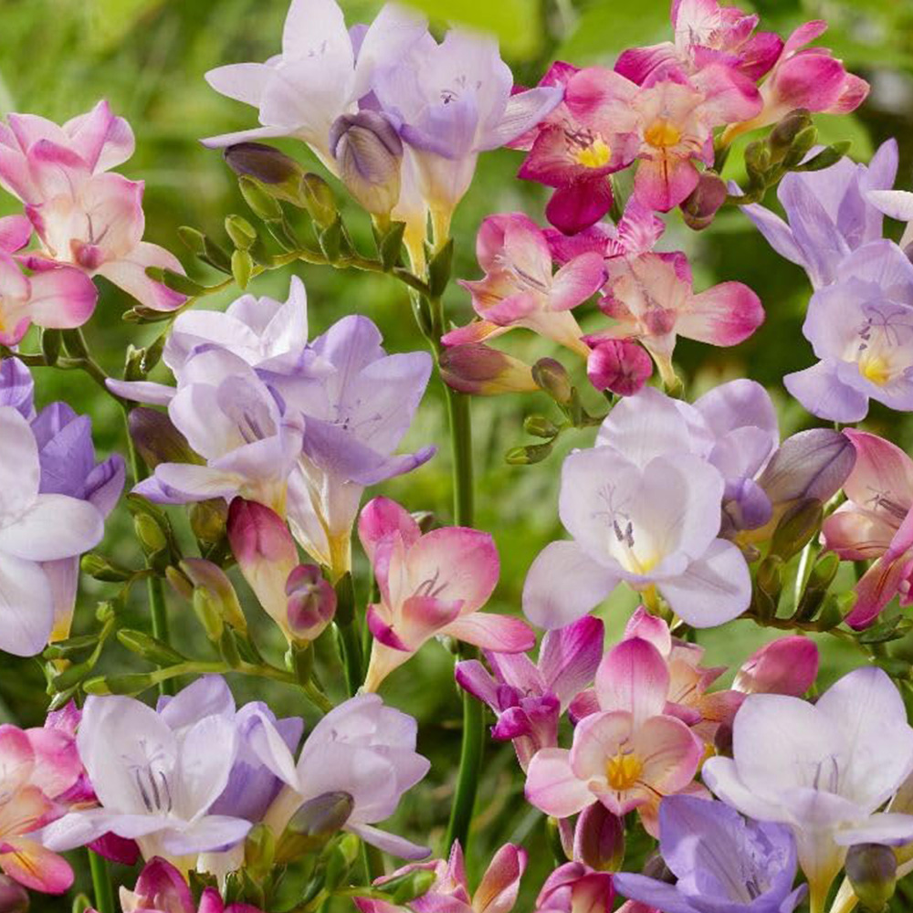 Thompson and Morgan Freesia Passion River Bulb 25 Pack Image