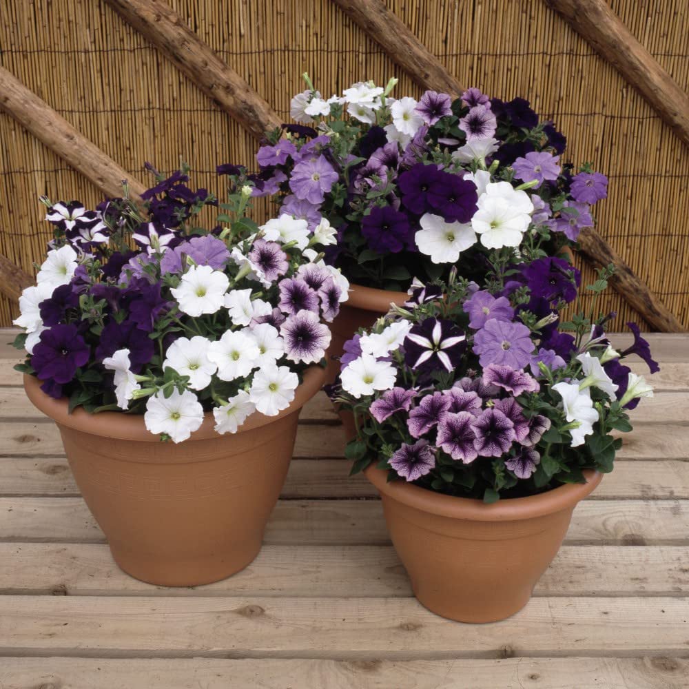 Thompson and Morgan Petunia Frenzy Grand Rapids Garden Ready Plant 30 Pack Image 3