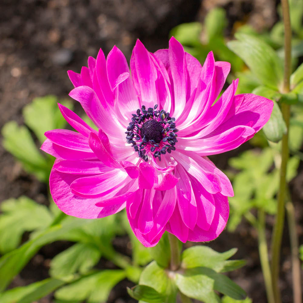 YouGarden Anemone St Brigid Planting Bulb 50 Pack Image 2