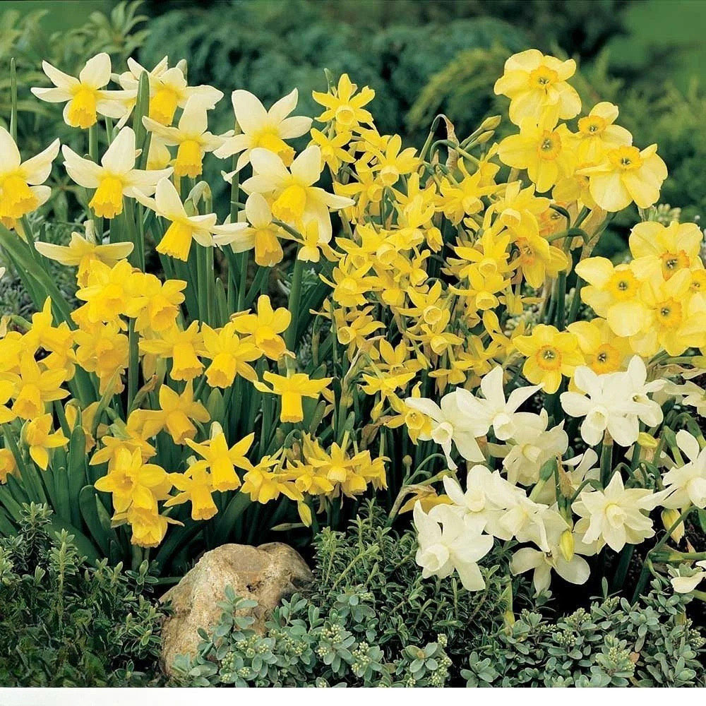 Thompson and Morgan Daffodil Ultimate Collection Planting Bulb 112 Pack Image 7