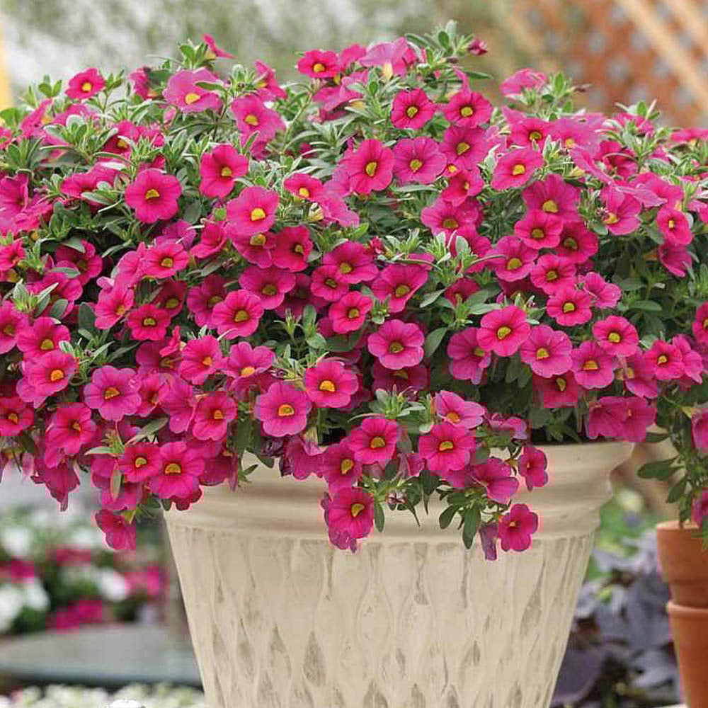 Thompson and Morgan Calibrachoa Million Bells Postiplugs 10 Pack Image 2