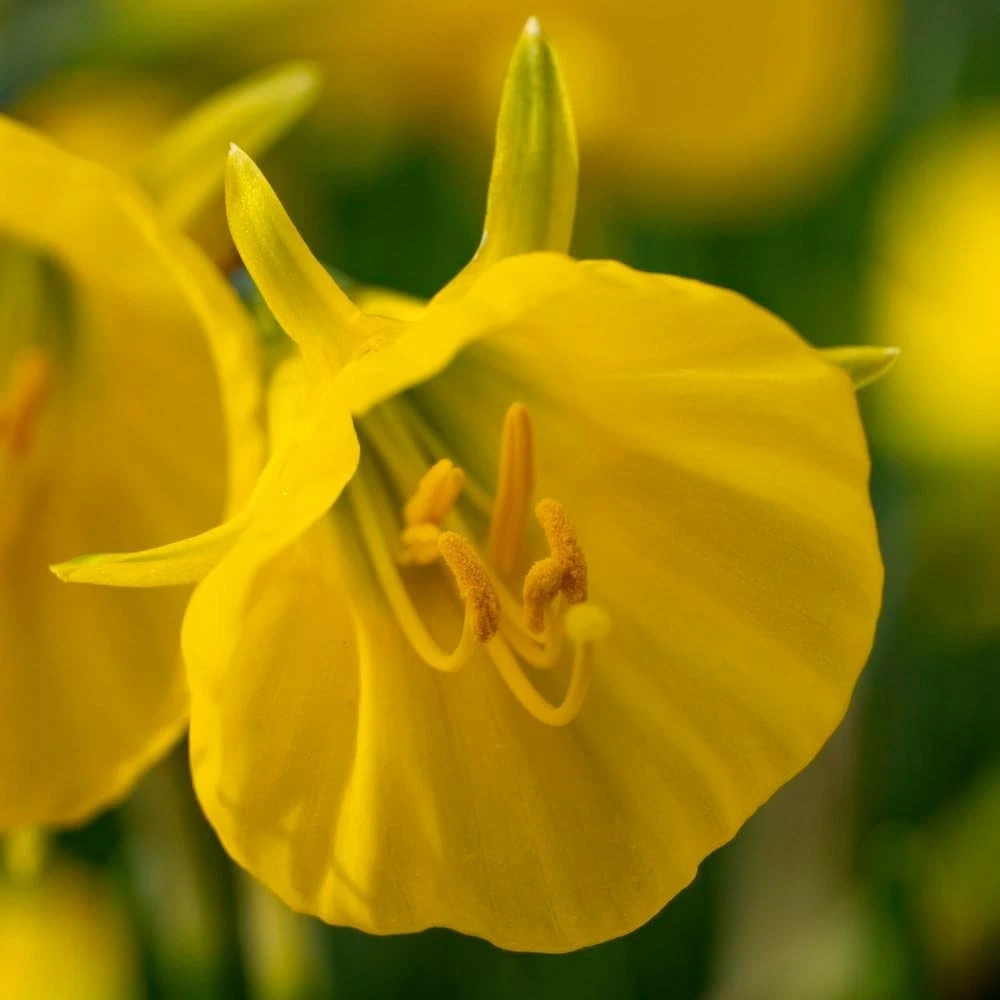 Thompson and Morgan Daffodil Bulbicodum Planting Bulb 8 Pack Image 4