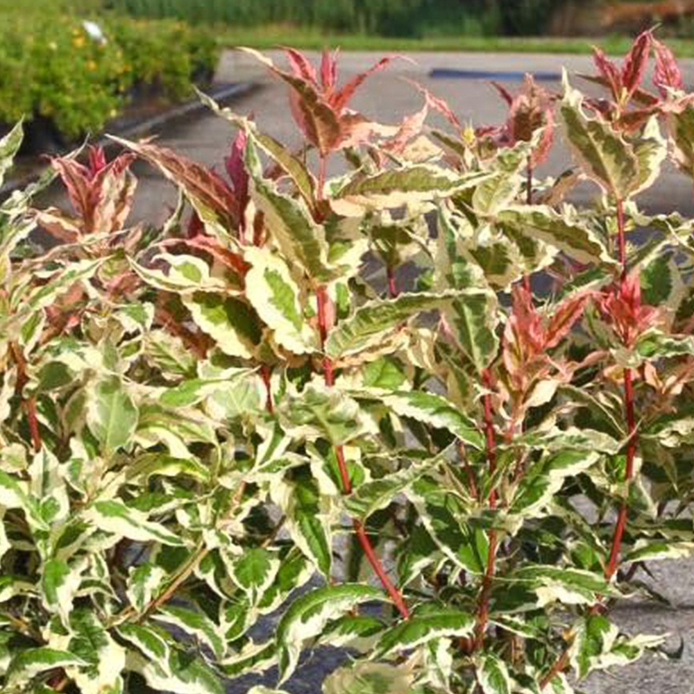 Thompson and Morgan Diervilla Rivularis Kodiak Mixx Plant Pot 3L Image 1