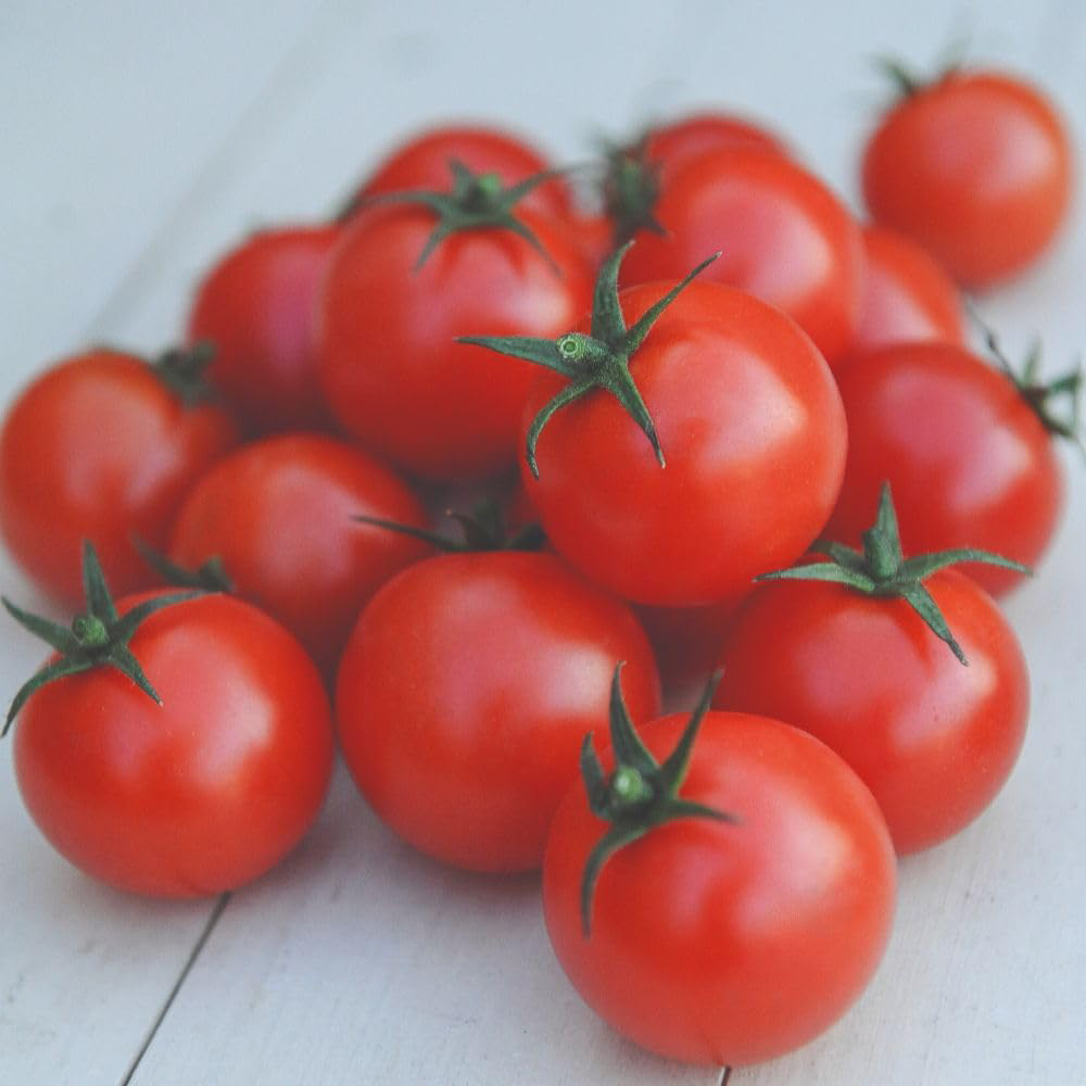 Thompson and Morgan Tomato Gardeners Delight Seeds Image 3