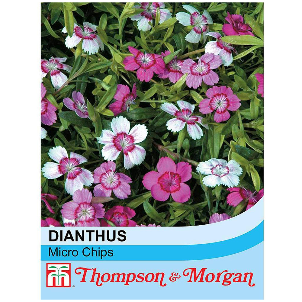 Thompson and Morgan Dianthus Deltoides Micro Chips Seeds Image 2