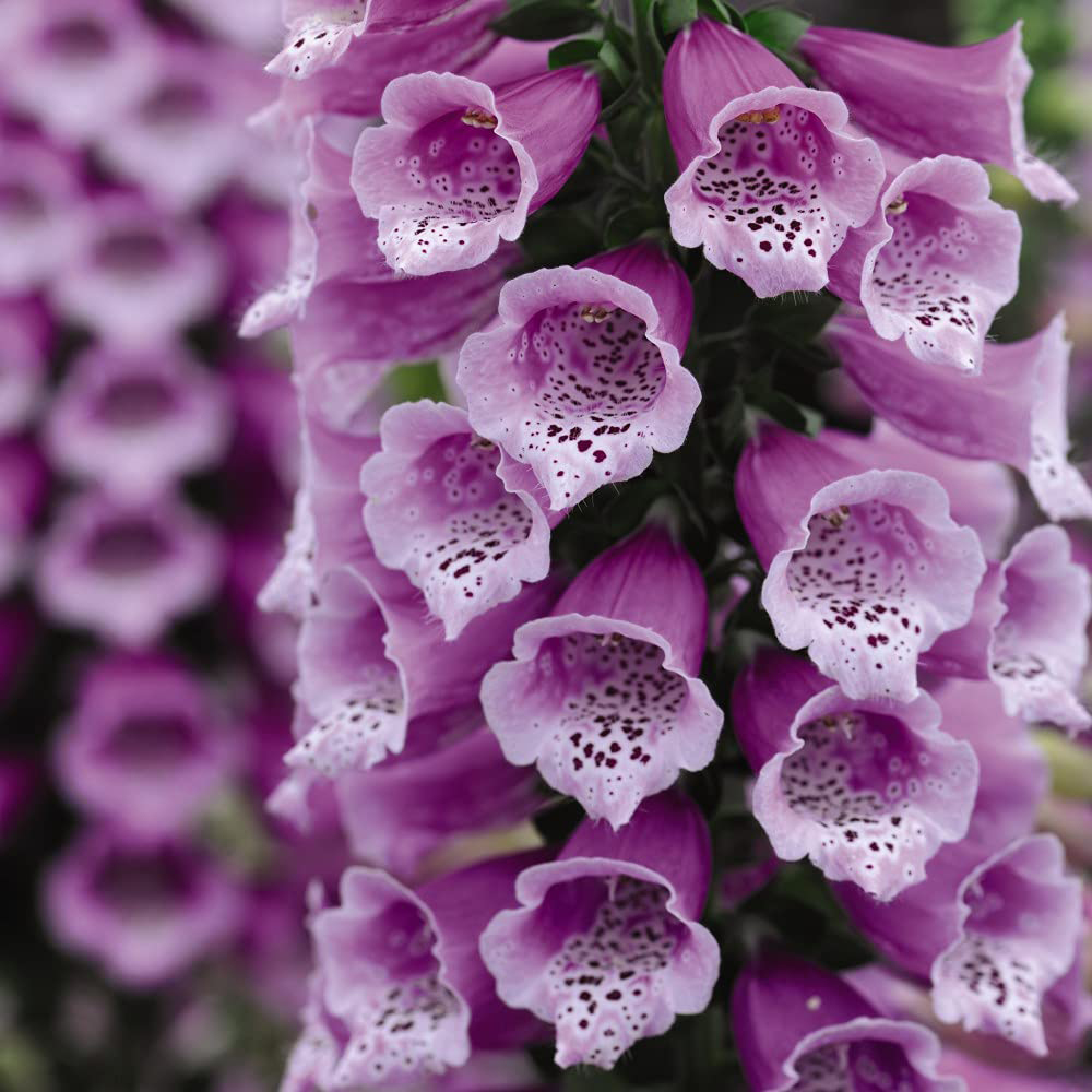 Thompson and Morgan Foxglove Digitalis Dalmatian Mixed Plugs 24 Pack Image 5