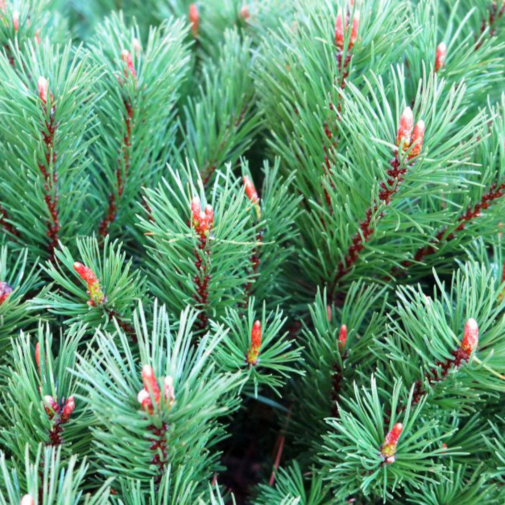 Thompson and Morgan Pinus Mugo Mops Plant Pot 2L Image 3