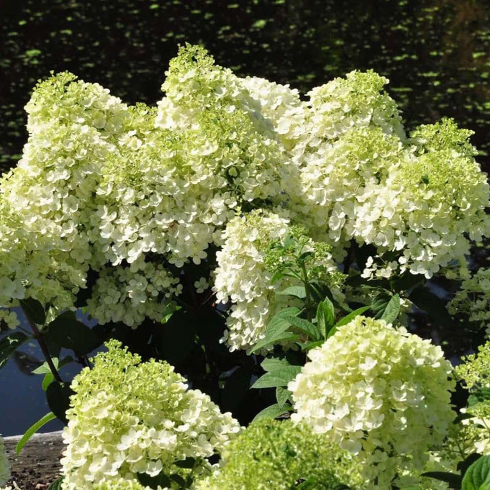 Thompson & Morgan Hydrangea Paniculata Bobo Plant Pot 25L 2 Pack Image 4