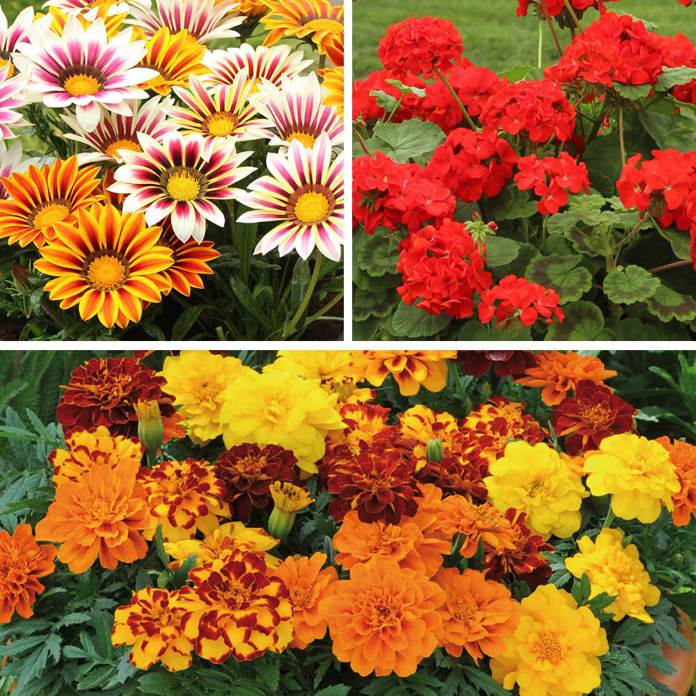 YouGarden Summer Flame Collection Garden Ready Plant 30 Pack Image 1
