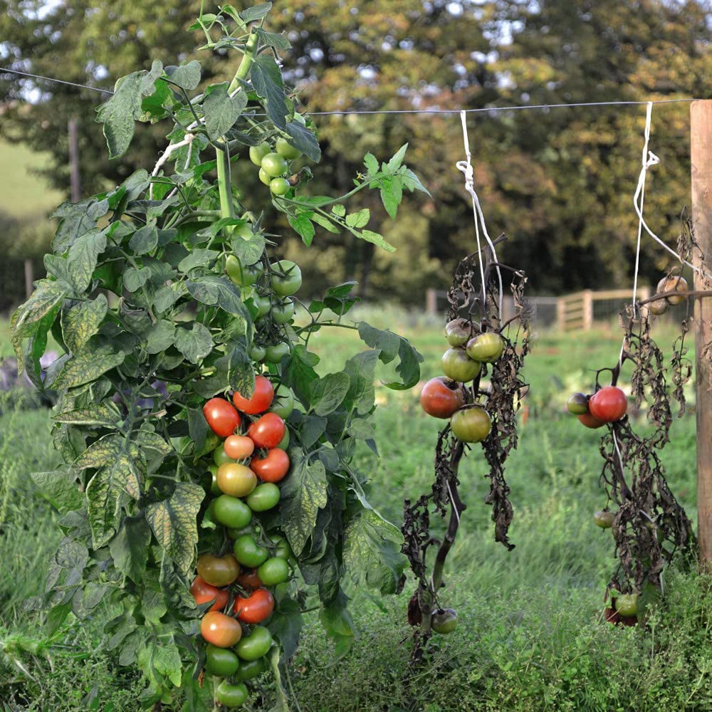 Thompson and Morgan Tomato Crimson Crush Plant Pot 9cm Image 2