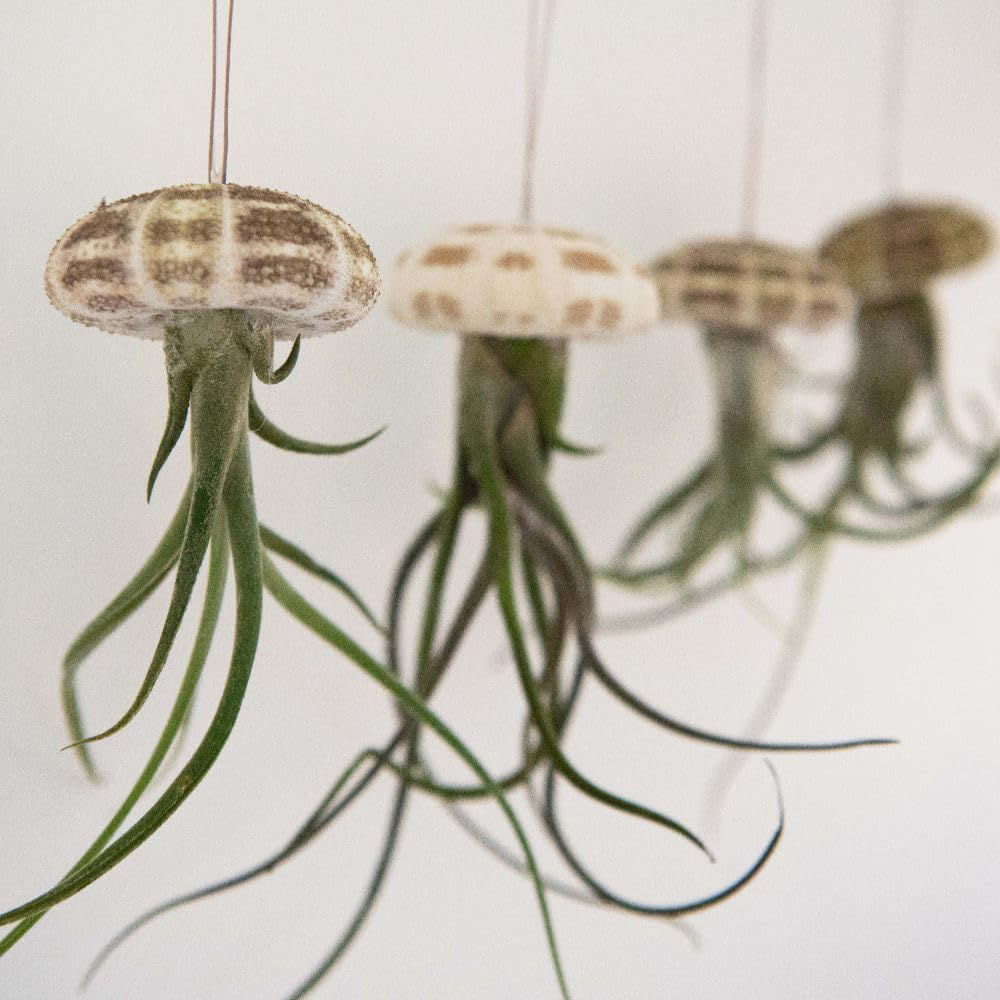 Thompson & Morgan Air Plant Tillandsia in Sea Urchin 2 Pack Image 2
