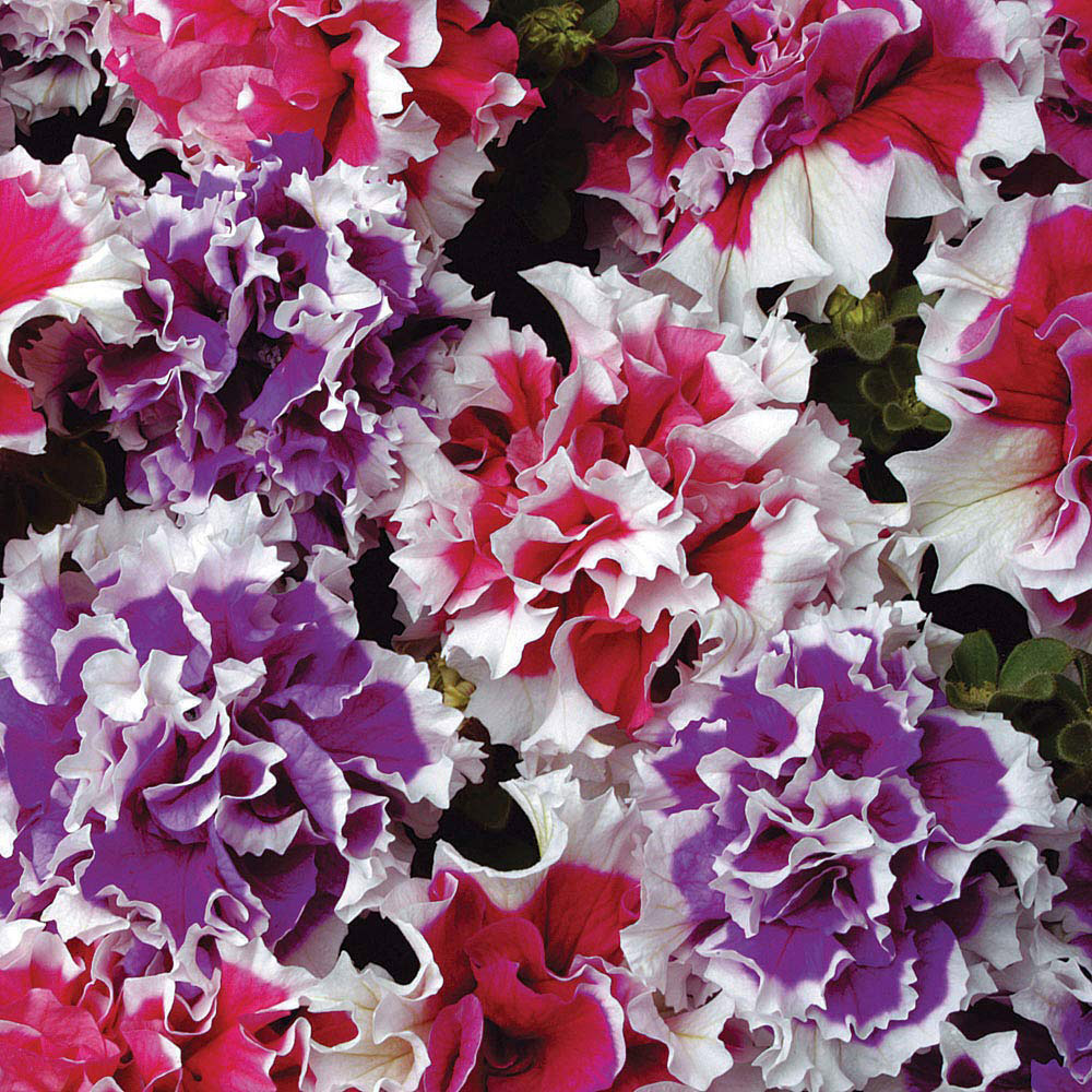 Thompson and Morgan Petunia Orchid Flowered Mix Garden Ready Plant 15 Pack Image 2