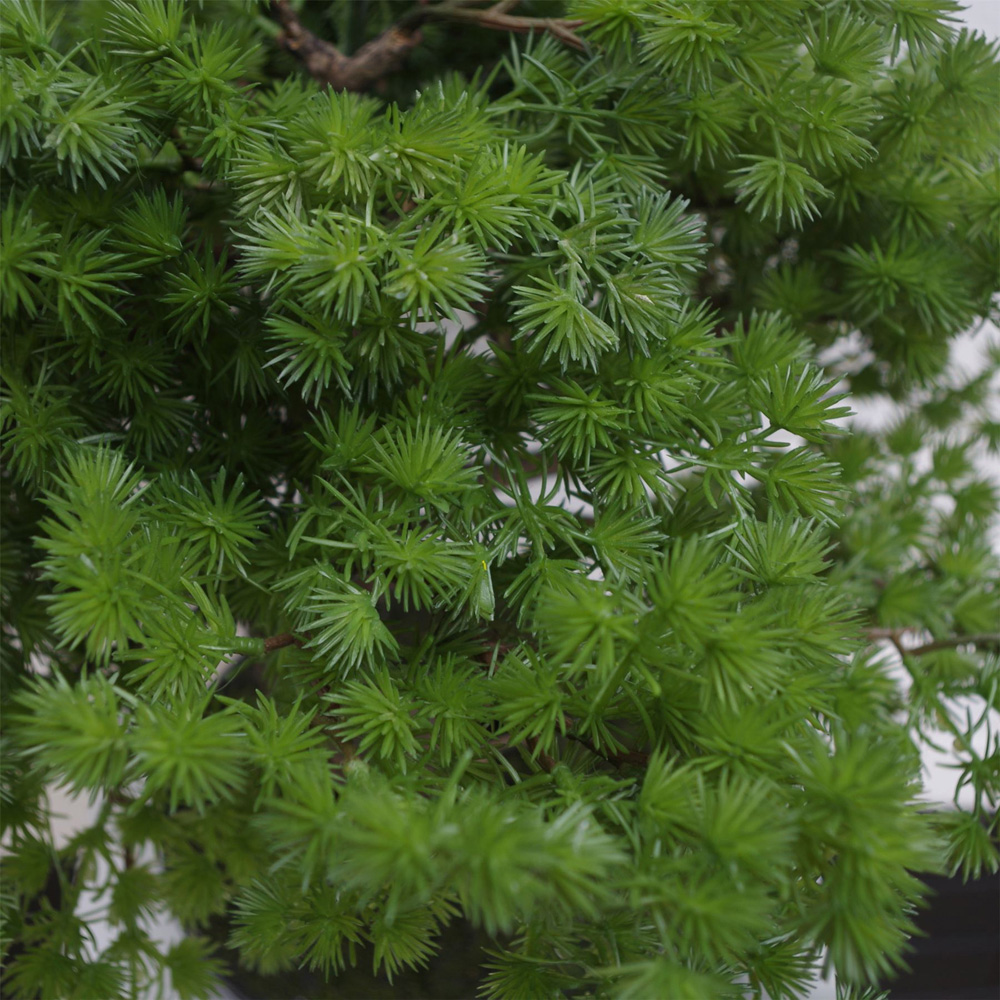 Botanik Pine Bonsai Artificial Tree 50cm Image 3