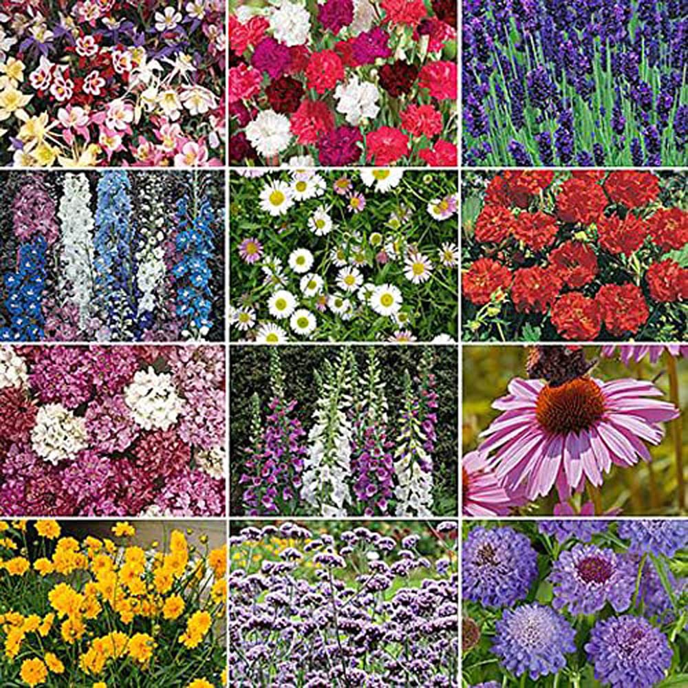 Thompson and Morgan Nurserymans Choice Hardy Perennial Flowering Mix Plugs 72 Pack Image 2