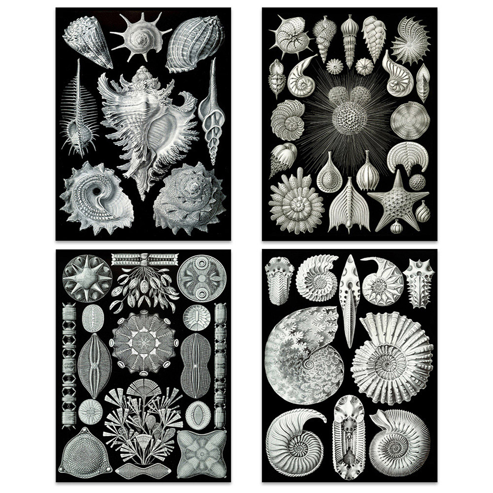 Artery8 Vintage Ernst Haeckel Sea Shells Wall Art Print 30 x 41cm 4 Pack Image 1