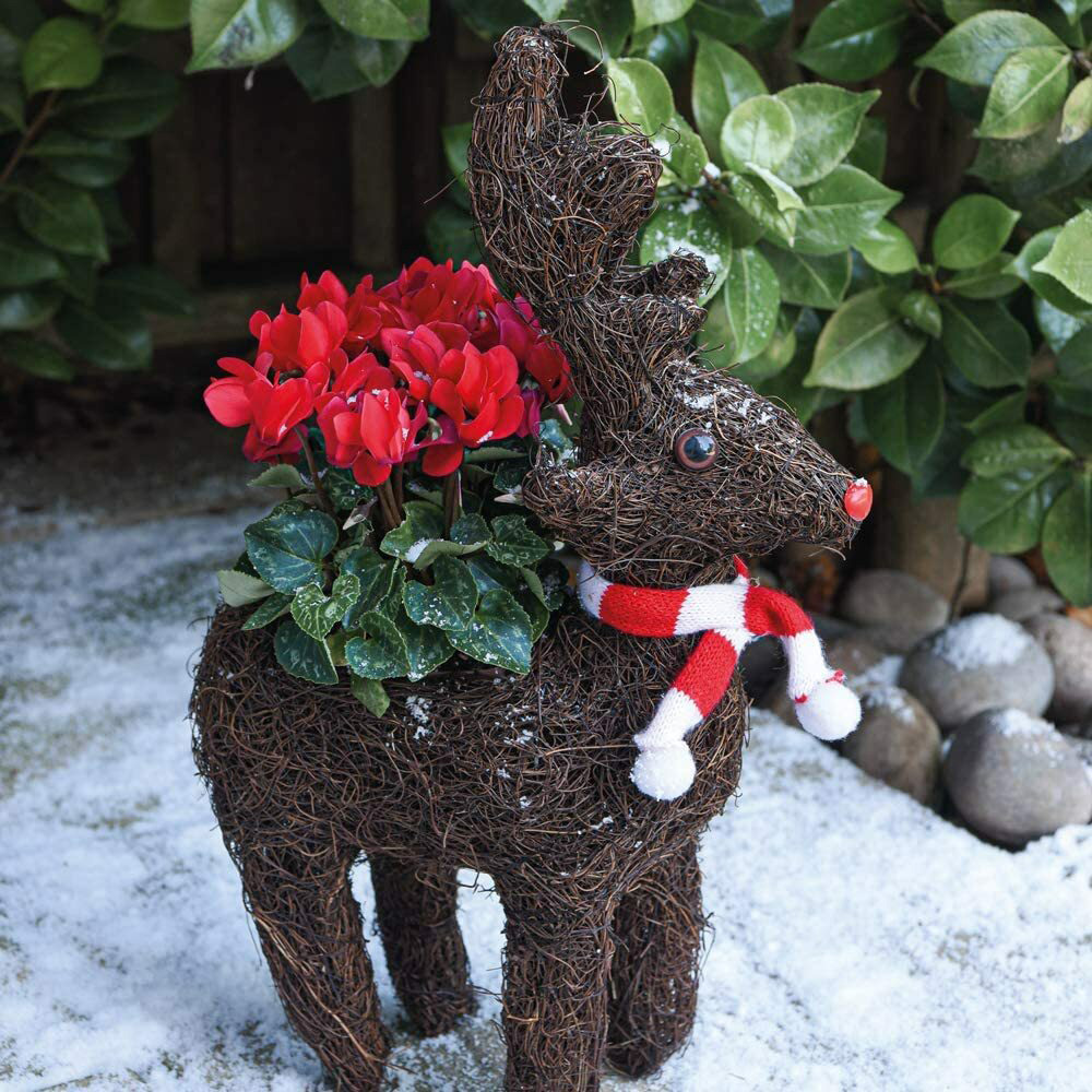 Thompson and Morgan Christmas Gift Cyclamen Plant in Rudolph Brushwood Planter Image