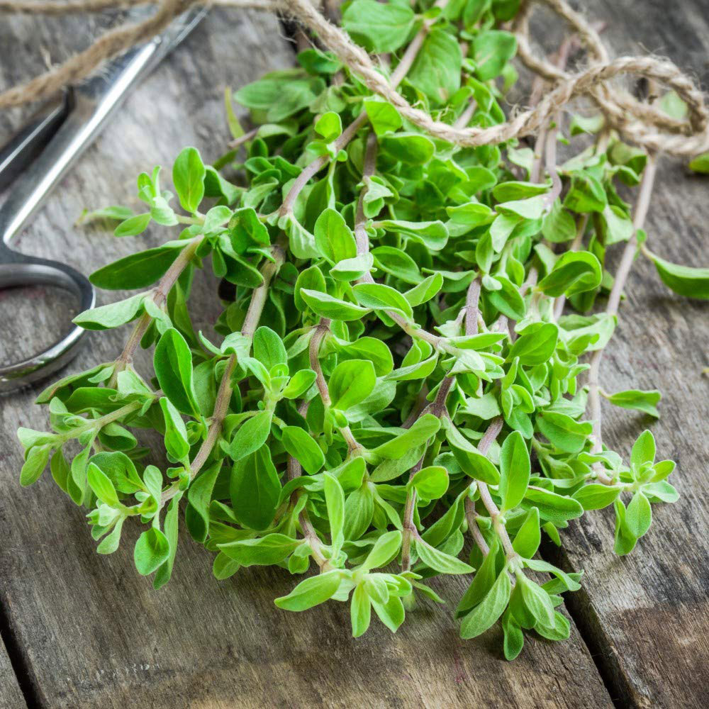 Thompson & Morgan Herb Marjoram Sweet Seeds Image 2