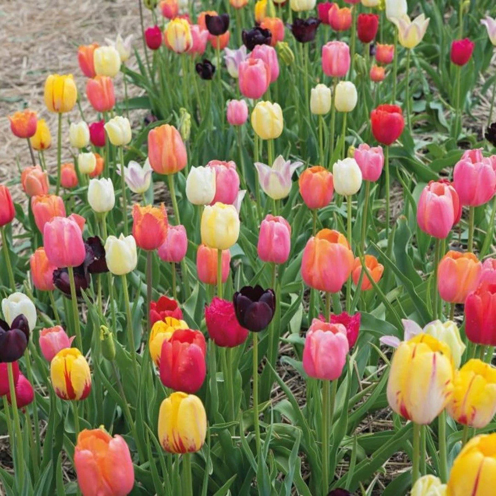 Thompson and Morgan Tulip Triumph Mixed Planting Bulb 40 Pack Image 2
