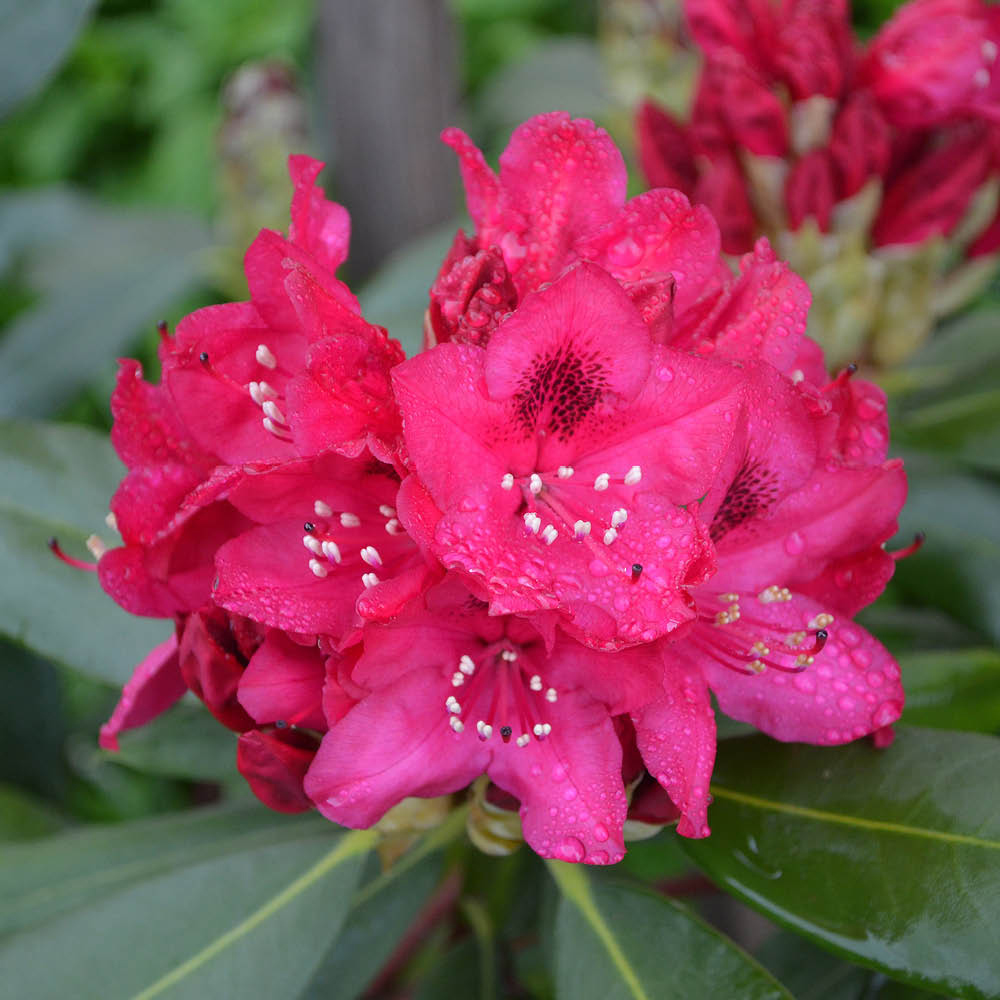 YouGarden Red Rhododendron Hybrid Plant Pot 15cm Image 2