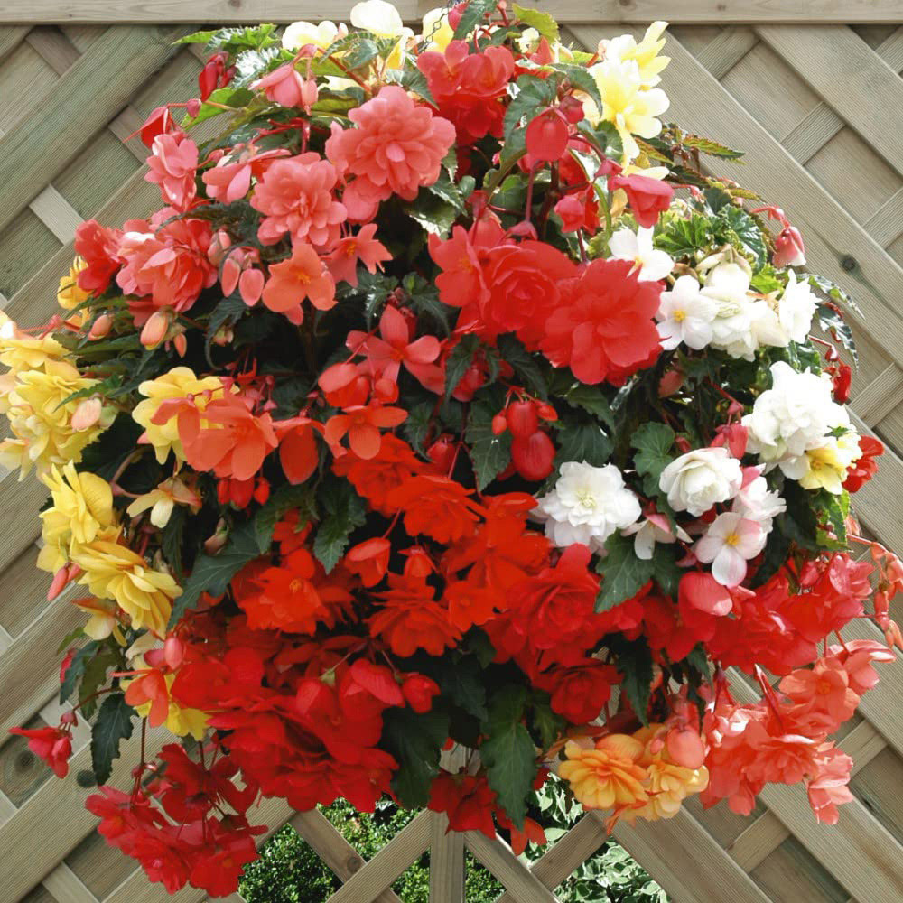 Thompson and Morgan Begonia Illumination Mix Preplanted Hanging Basket 25cm 2 Pack Image 4