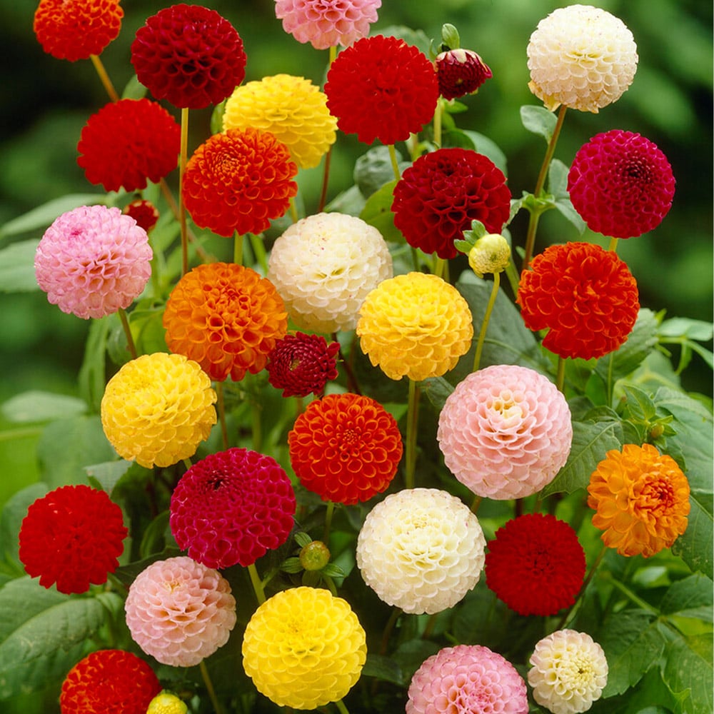 Wilko Dahlia Pom Pom Mixed Autumn Planting Tubers 5 Pack Image 1