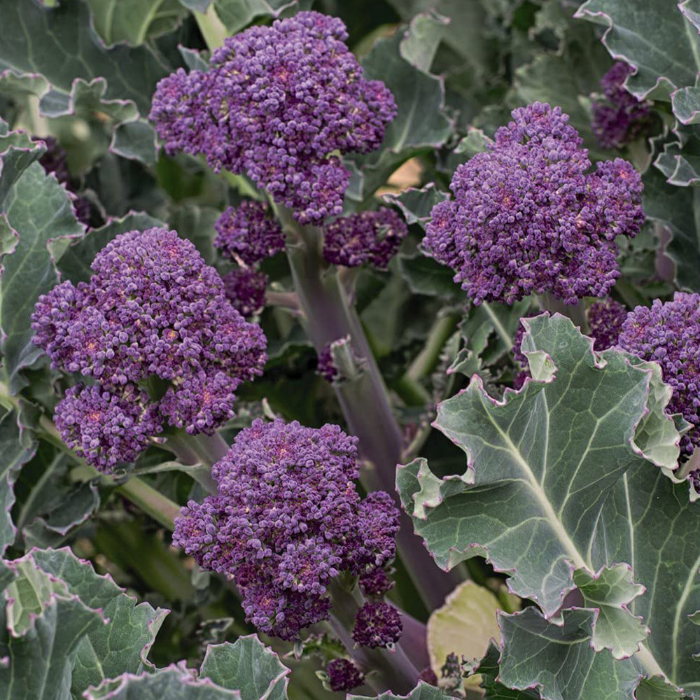 Thompson and Morgan Broccoli Sprouting Summer Purple Seeds Image 1