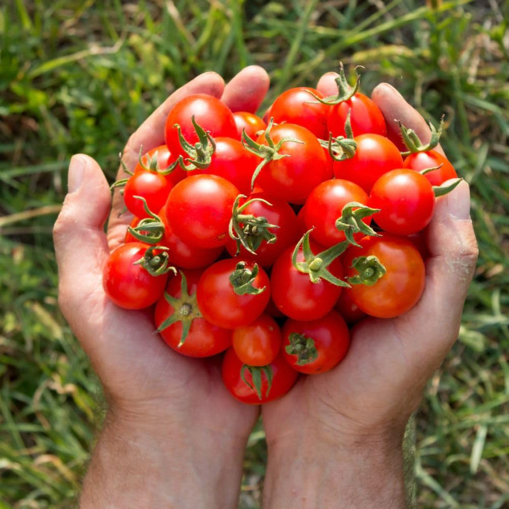 Thompson and Morgan Tomato Gardeners Delight Seeds Image 4