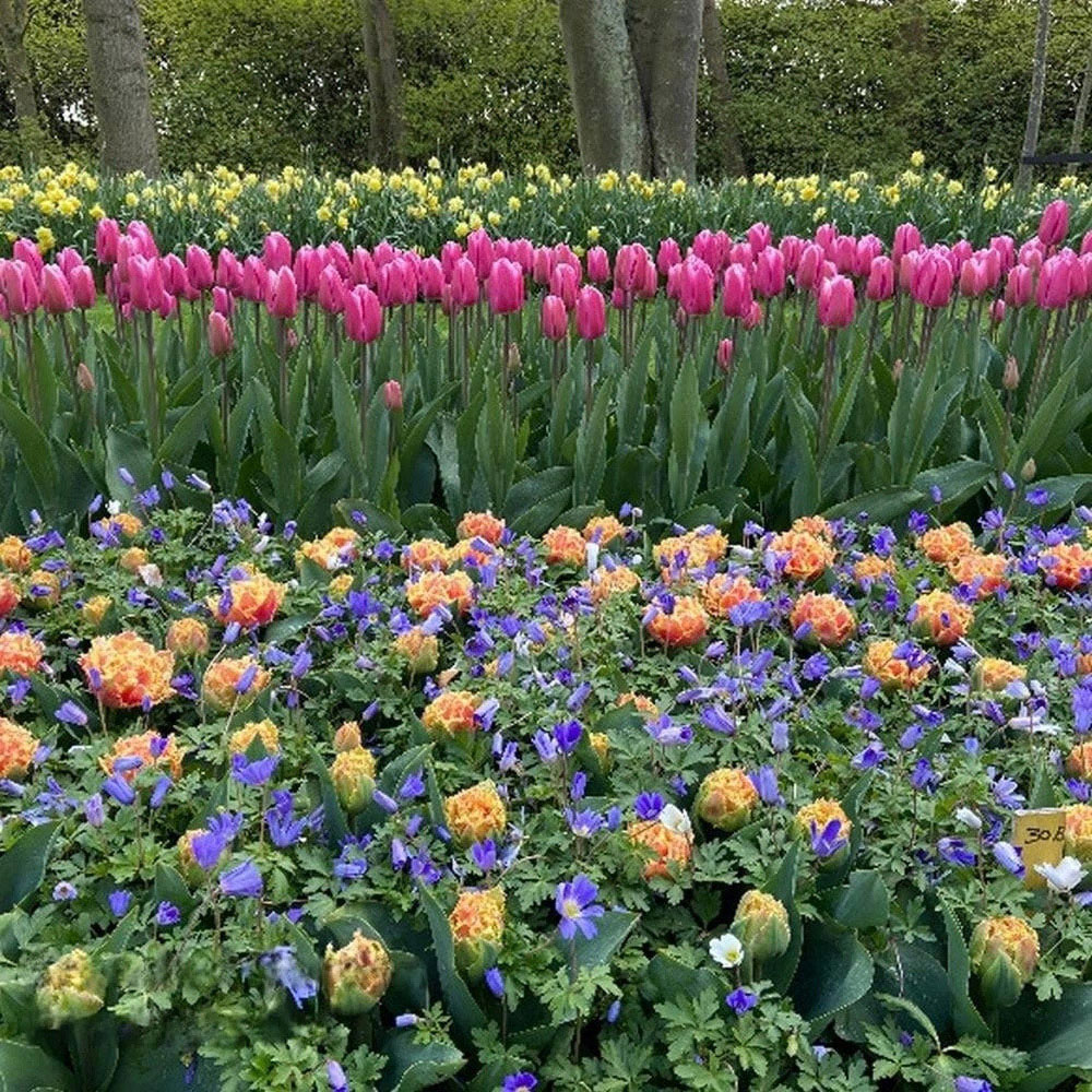 Thompson and Morgan Nurserymans Choice Mixed Planting Bulb 32 Pack Image 6