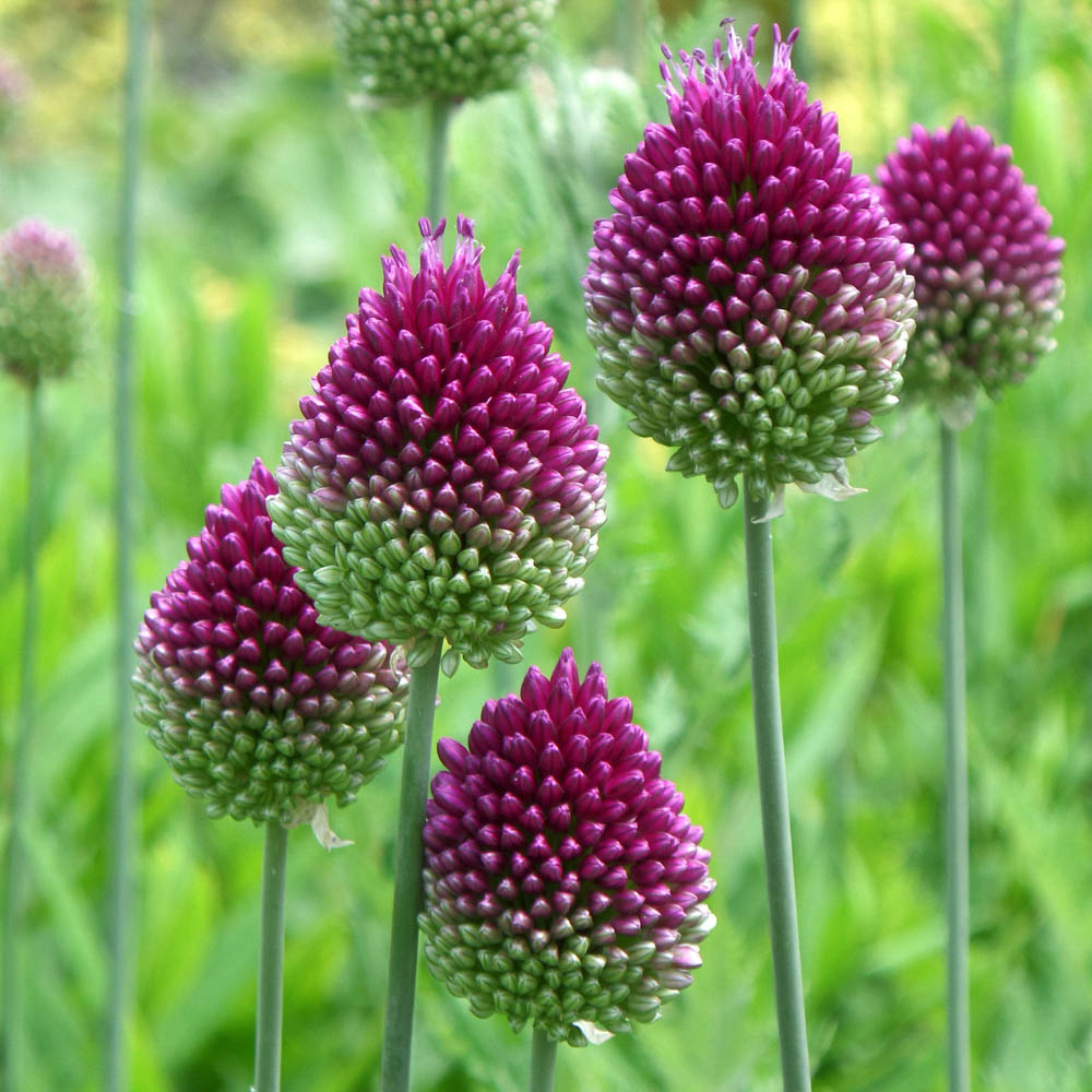 wilko Allium Drumsticks Magenta Planting Bulb 100 Pack Image 1