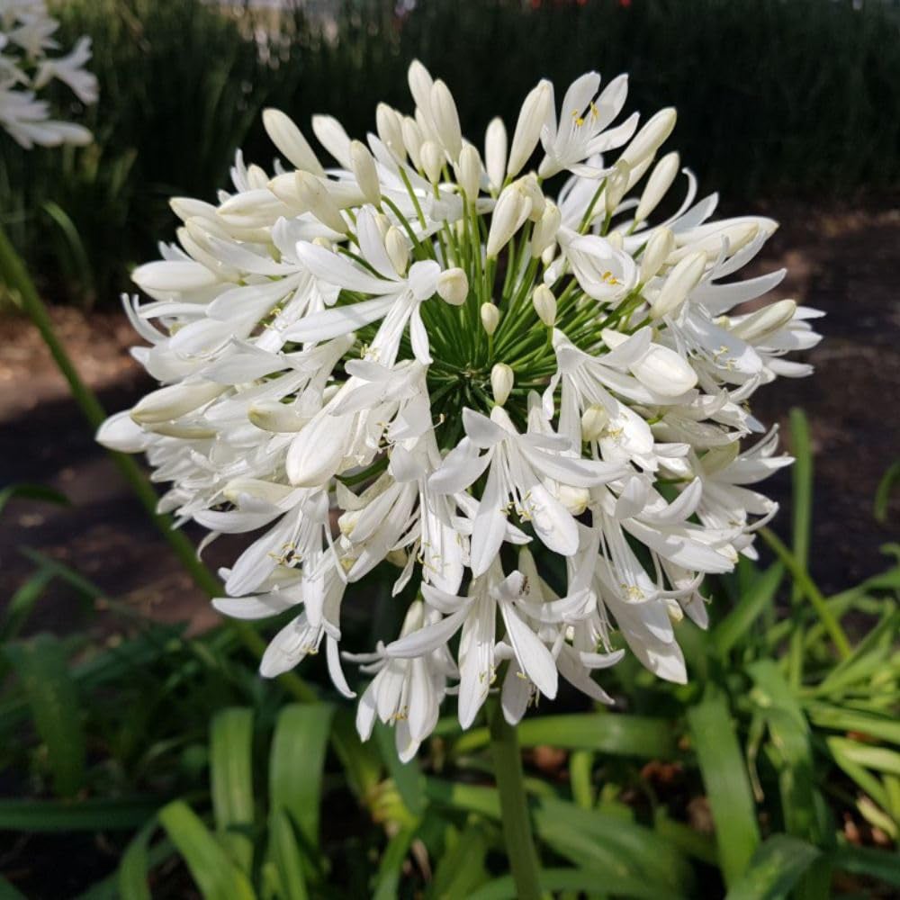 Thompson and Morgan Agapanthus Arctic Star Plant Pot 3L Image