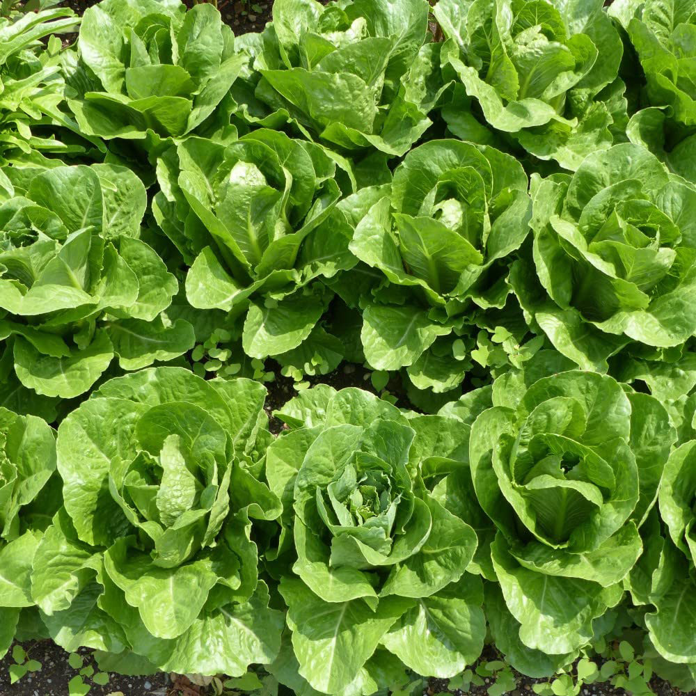 Thompson & Morgan Lettuce Valmaine Seeds Image