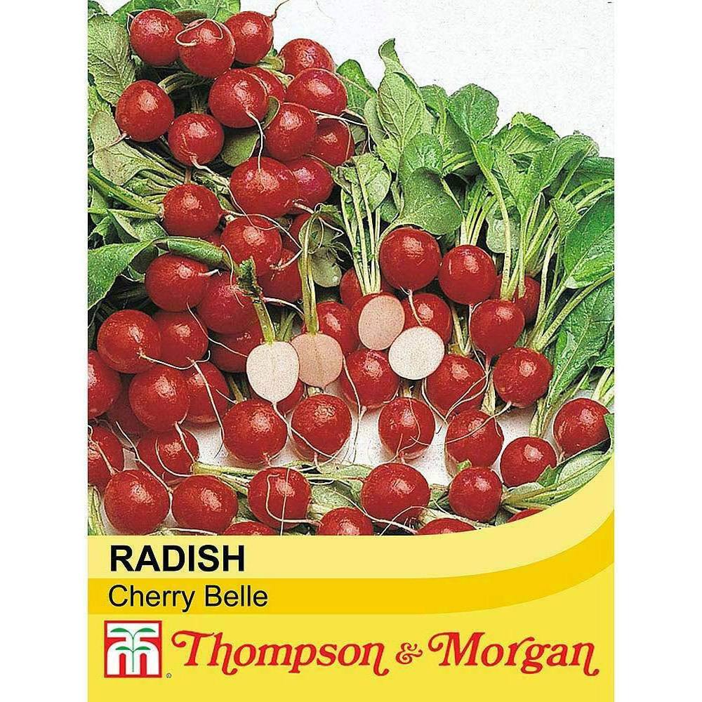 Thompson & Morgan Radish Cherry Belle 500 Seeds Packet Image 2