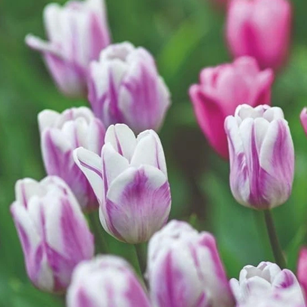 Thompson and Morgan Tulip Flaming Flag Planting Bulb 32 Pack Image 1