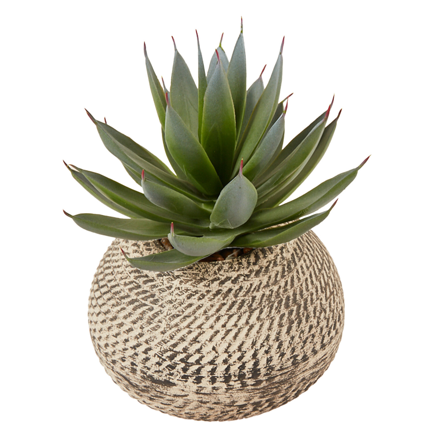 Aloe in Textured Pot - Green and Cream Image 3