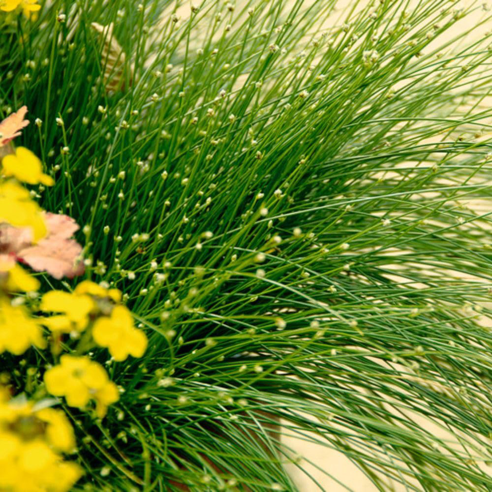 Thompson and Morgan Scirpus Isolepsis Plant Basket 11cm Image 8