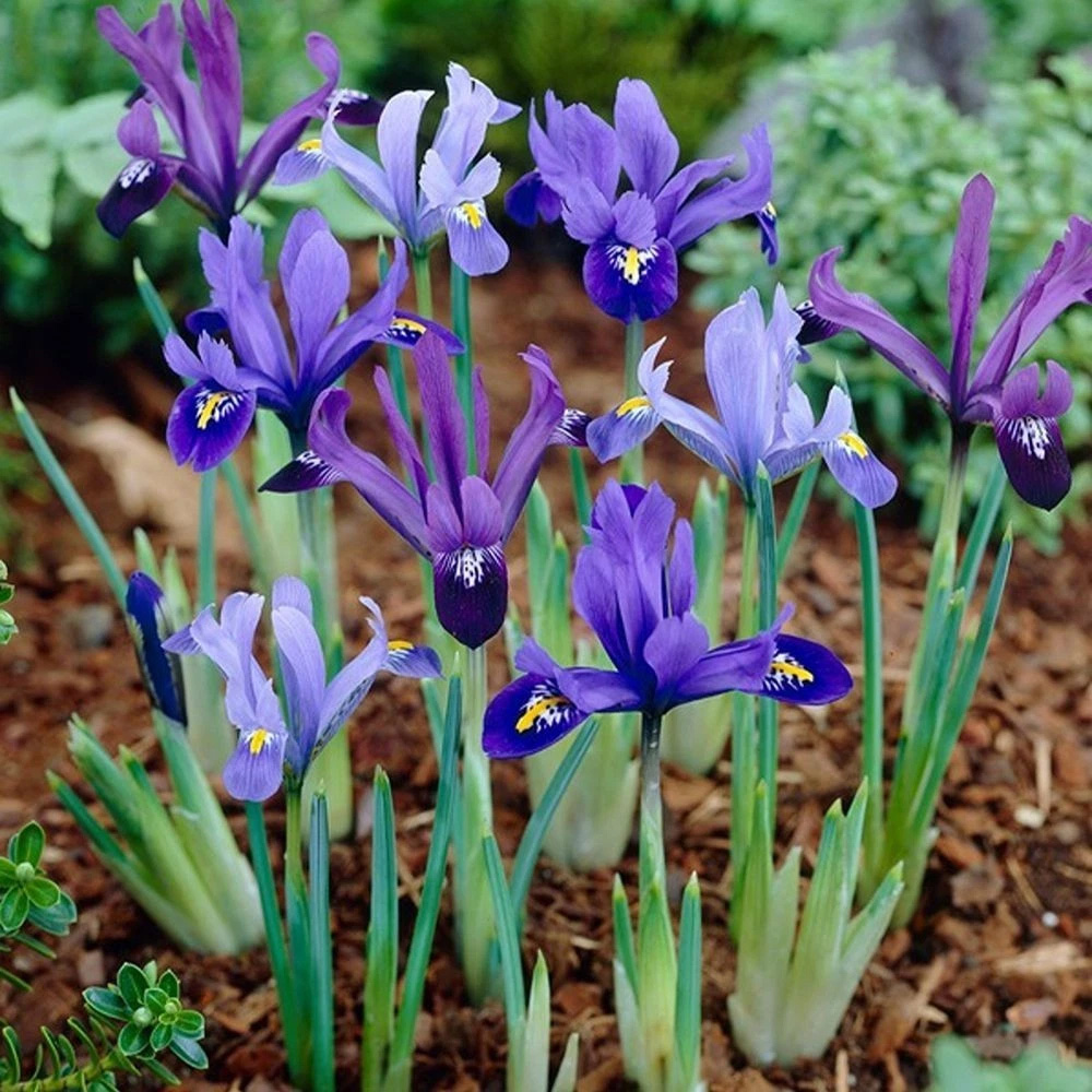 Thompson and Morgan Iris Reticulata Autumn Planting Bulb 160 Pack Image 4