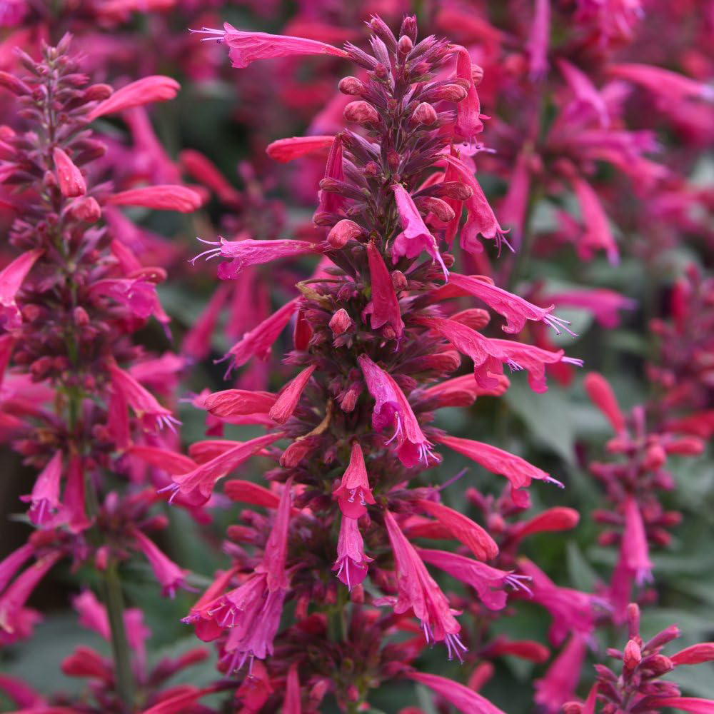 Thompson and Morgan Agastache Hybrid Morello Plant Pot 3L Image 1