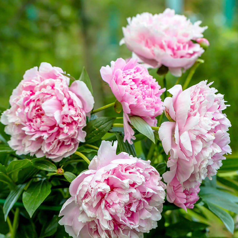 YouGarden Peony Sarah Bernhardt Bare Root 3 Pack Image 2