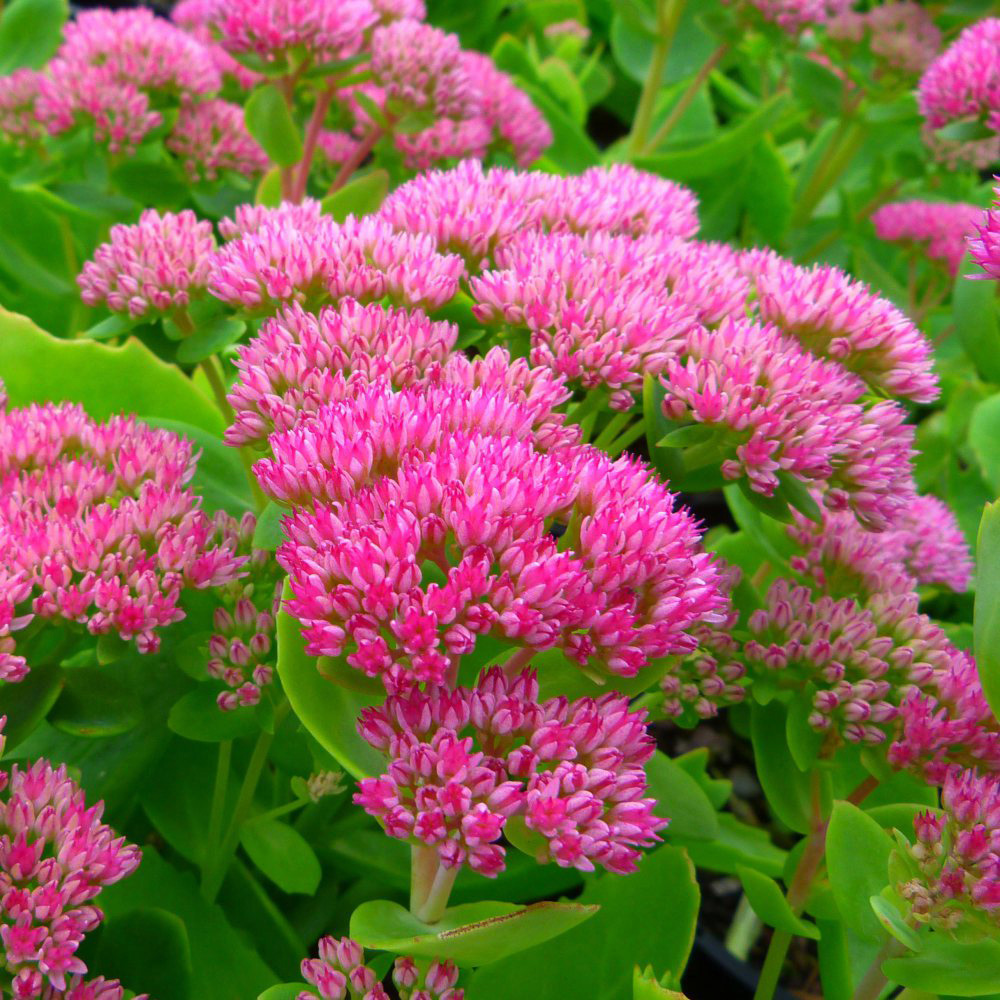 Thompson and Morgan Sedum Spectabile Brilliant Plant Pot 1L Image