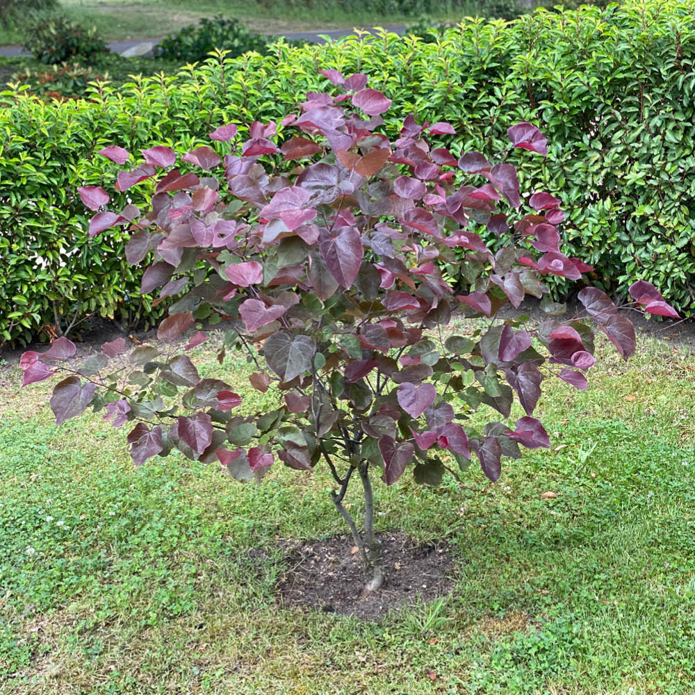 YouGarden Eastern Redbud Cercis Canadensis Merlot Plant Pot 9cm 3 Pack Image 4