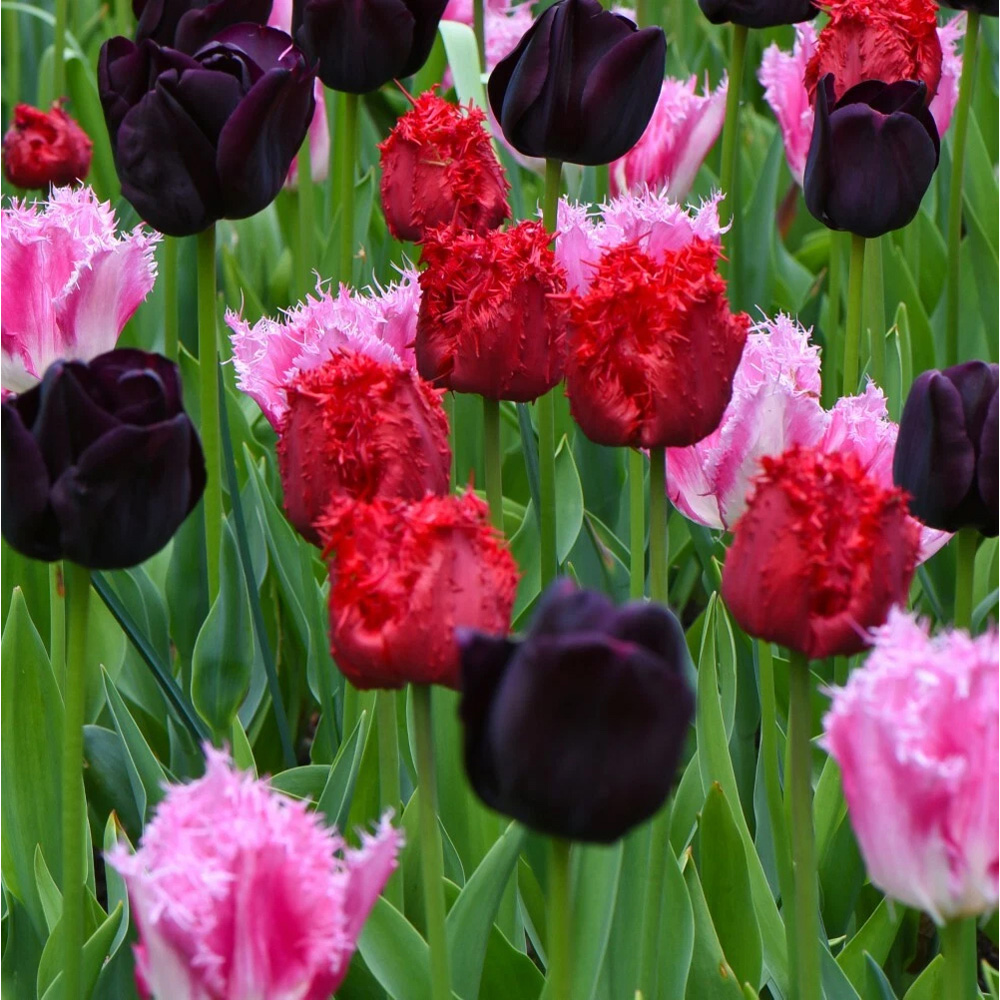 Thompson and Morgan Tulip Berry Sorbet Mixed Planting Bulb 32 Pack Image 4
