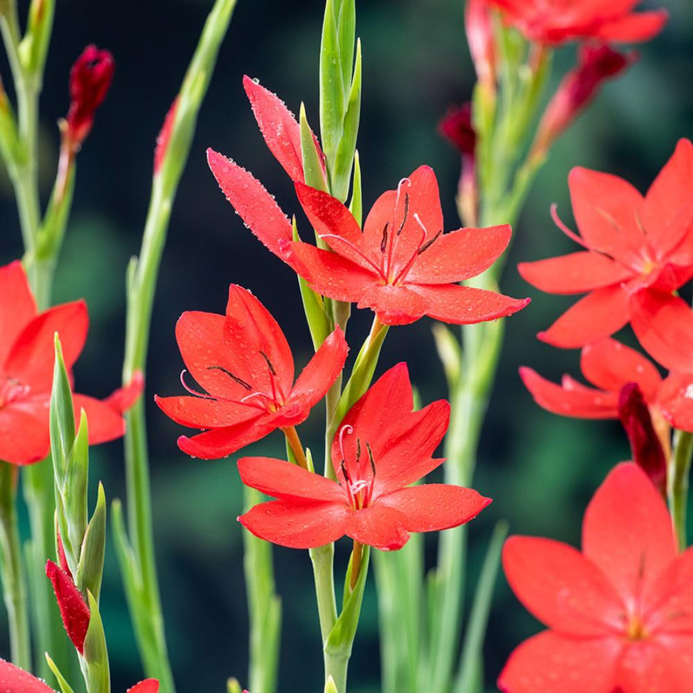 Thompson and Morgan Schizostylis Coccinea Major Plant Pot 9cm 3 Pack Image 5