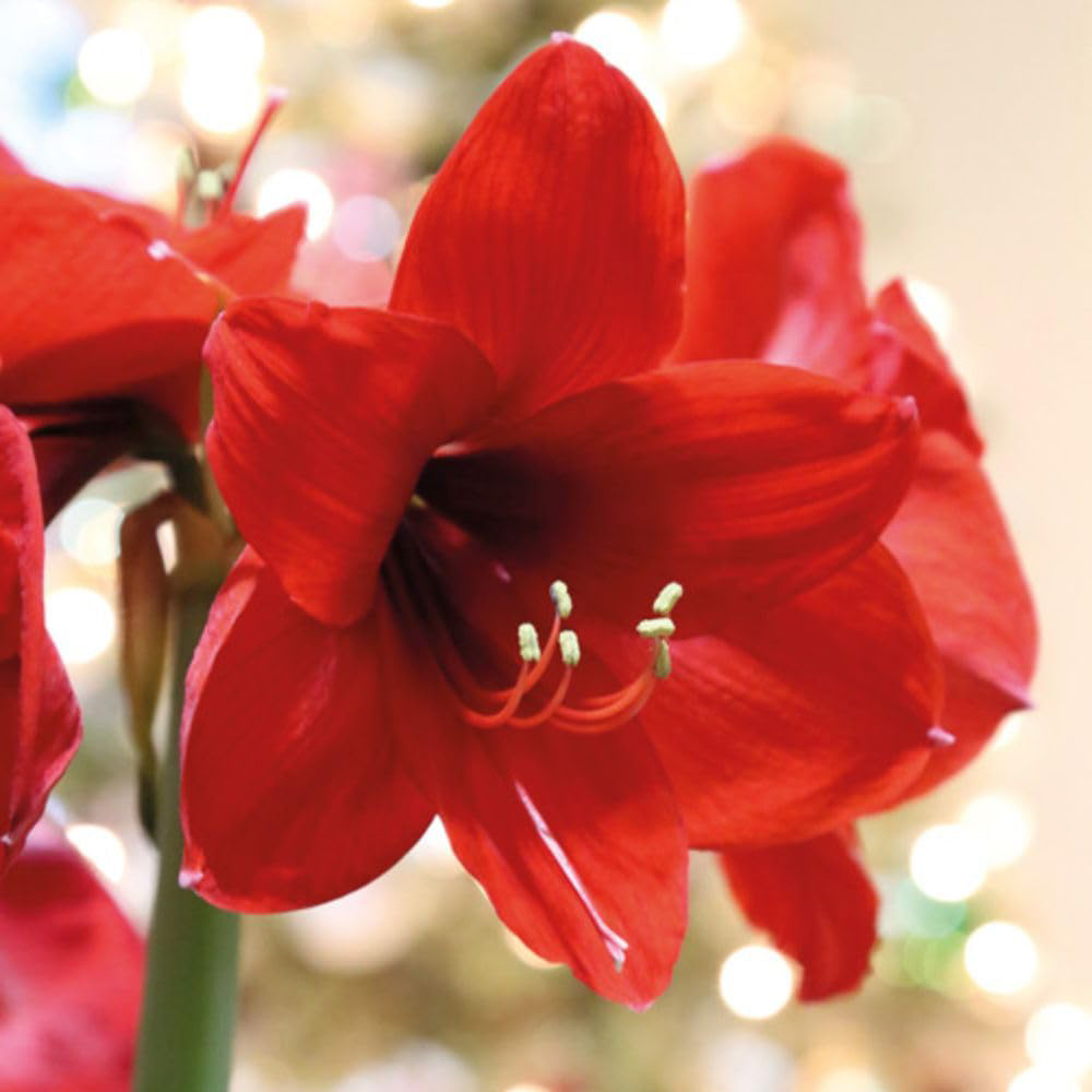 Thompson and Morgan Christmas Gift Red Amaryllis Bulb in Red Globe 2 Pack Image 3