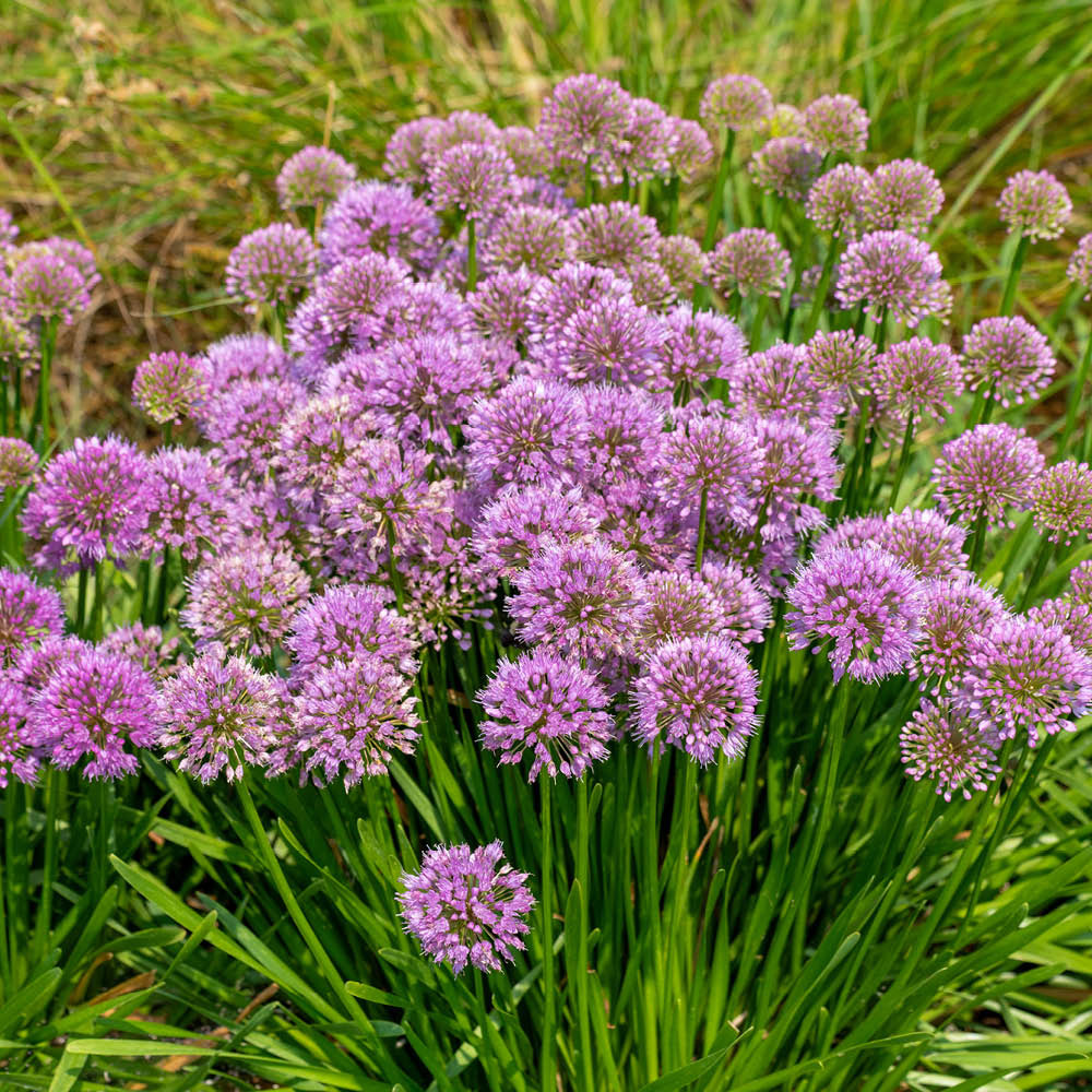 YouGarden Allium Millenium Bare Root 5 Pack Image 2