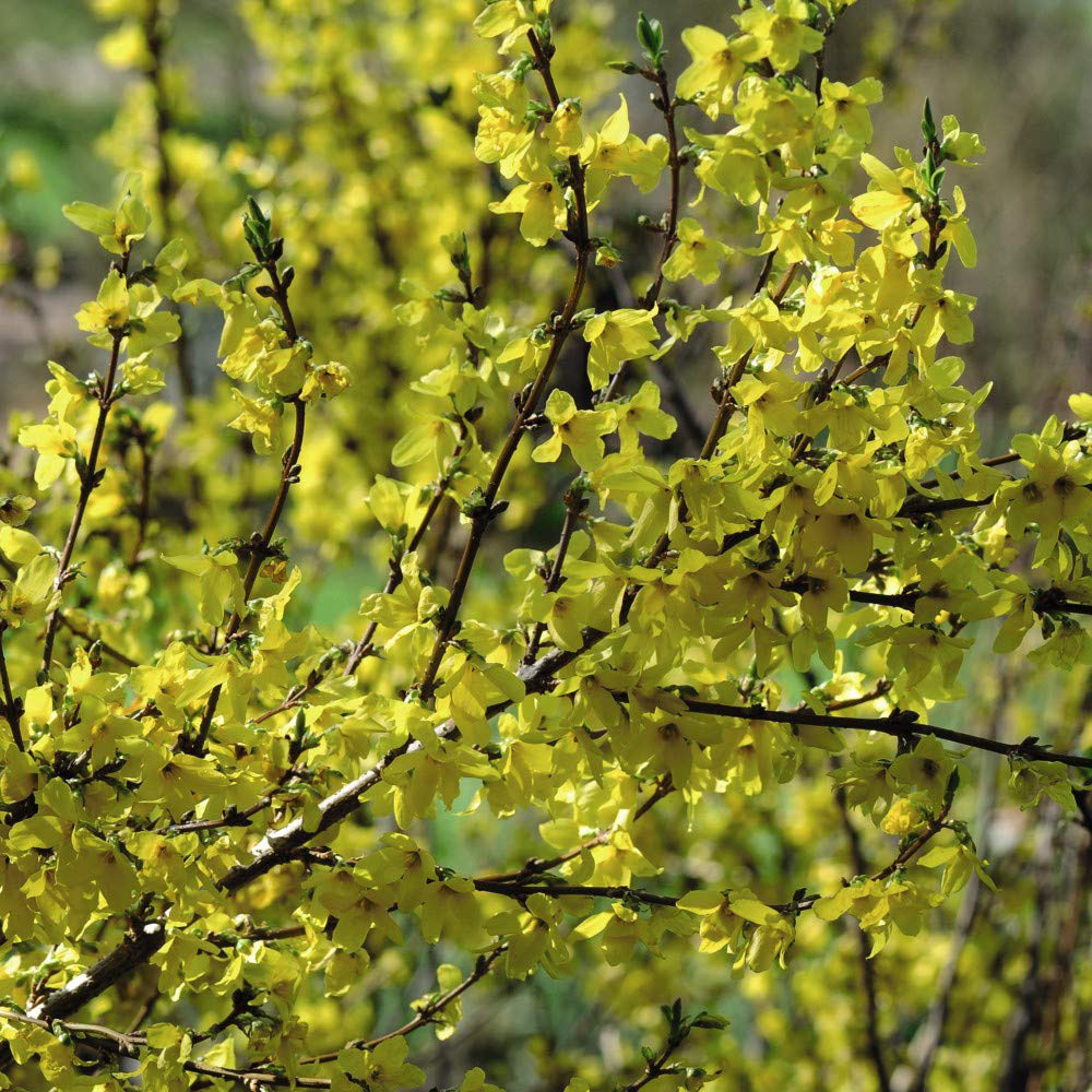 Thompson and Morgan Forsythia Goldrush Plant Pot 9cm Image 1