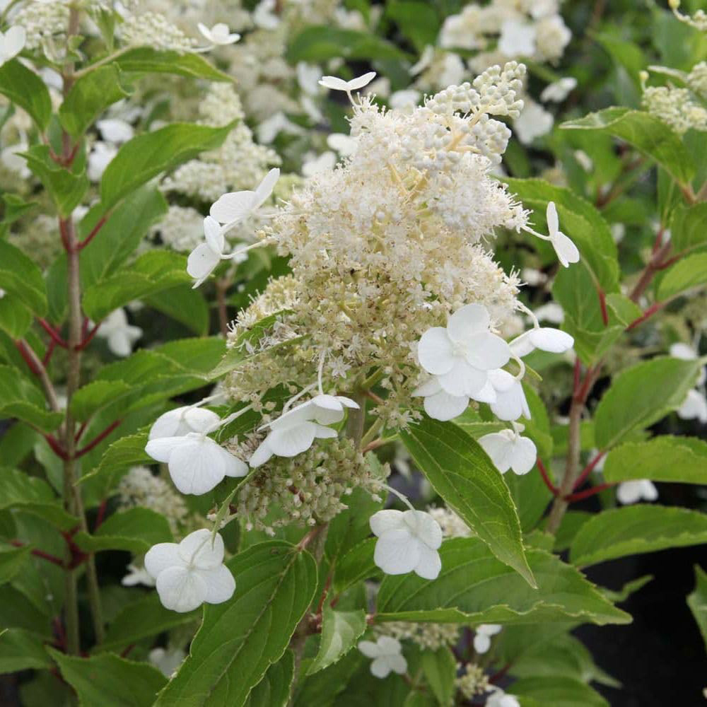Thompson and Morgan Hydrangea Paniculata Kyushu Plant Pot 9cm 3 Pack Image 2